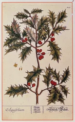 Holly z „Ciekawy zielnik”, 1782