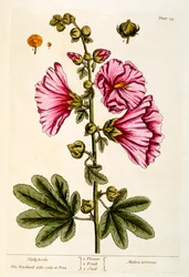 Malwy, tablica 54 z „Ciekawskiego zielnika”, wydana w 1782 r. (kolorowa grawerunek)