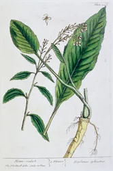 Chrzan, 1782