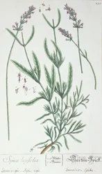 Lawendowy kolec, talerz z "Herbarium Blackwellianum" artysty, 1757 (pióro i atrament i wc na papierze)