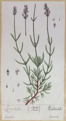 Lawenda, tablica z "Herbarium Blackwellianum", 1757 (pióro, tusz i wc na papierze)