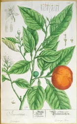 Gałązka pomarańczowa z owocami, z „Ciekawego zielnika”, wydana w Norymberdze w 1757 r. (kolorowa rycina)