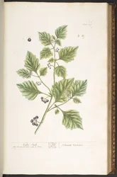 Tablica 107, Psianka, z 