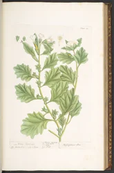 Talerz 111, z „Ciekawy zielnik”