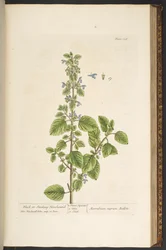 Talerz 136, z „Ciekawy zielnik”