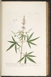 Talerz 139, z „Ciekawy zielnik”