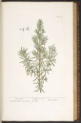 Talerz 159, z „Ciekawskiego zielnika”