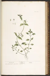 Talerz 164, z „Ciekawy zielnik”