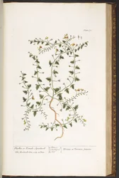 Talerz 170, z „Ciekawy zielnik”