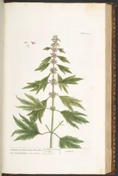 Talerz 171, z „Ciekawy zielnik”