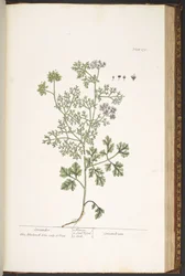 Talerz 176, z „Ciekawy zielnik”