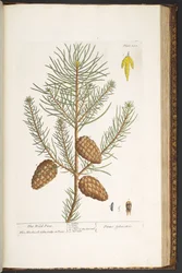 Talerz 190, z „Ciekawy zielnik”