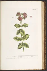 Tablica 191, Orpine, czyli Live-Long, z „Ciekawego zielnika”