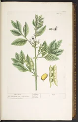 Talerz 19, Fasola, z „Ciekawego ziela”