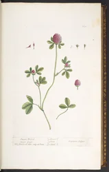 Talerz 20, Fioletowa Koniczyna Koniczyna, z 