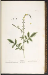 Talerz 21, Rzepik, z „Ciekawego ziela”