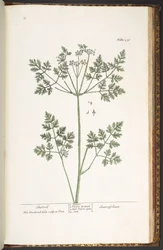 Tablica 236, Trybula, z 