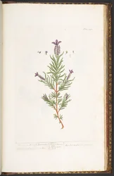 Talerz 241, z 