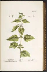 Talerz 33, Biała Martwa Pokrzywa Archanioła, z „Ciekawy Herbal”