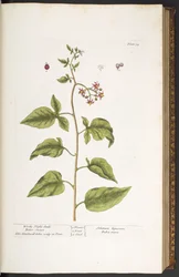 Tablica 34, psianka słodkogórz, słodko-gorzka, z "A Curious Herbal"