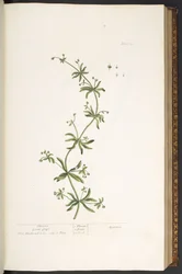 Talerz 39, Clivers, Gęsi Trawa, z „Ciekawy Herbal”