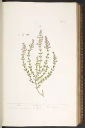 Talerz 47, Marum, z „Ciekawy zielnik”