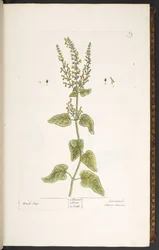 Talerz 9, Szałwia Drzewna, z 