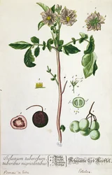 Roślina i owoc ziemniaka, talerz z "Herbarium Blackwellianum", wydany w 1757 r. w Norymberdze, Niemcy (kolorowe grawerowanie)