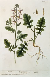 Rakieta, tablica 242 z "A Curious Herbal", opublikowana w 1782 r. (rycina kolorowa)