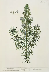 Rosmarinus Officinalis, z „Ciekawy zielnik”, 1782 (kolorowy grawerunek)