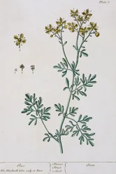 Rue, tablica 7 z „Ciekawego zielnika”, wydana w 1782 r. (kolorystyka)