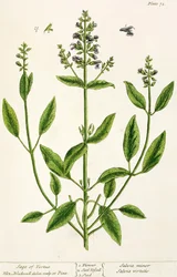 Salviam z "A Curious Herbal", 1782 (rycina kolorowa)