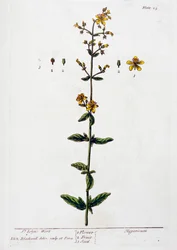 Ziele dziurawca, 1782