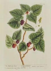 Drzewo morwowe, tablica 126 z "A Curious Herbal", opublikowana w 1782 r. (rycina kolorowa)