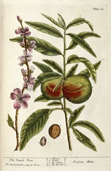 Brzoskwinia