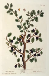 Drzewo tarniny, tablica 494 z „Ciekawskiego zielnika”, wydana w 1782 r. (kolorowa grawerunek)
