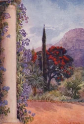 Ciemnoczerwony eukaliptus i Solanum Wendlandii w Paradise, Claremont (kolorowa litografia)