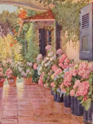 Hortensje na stoku, Paradise, Claremont (kolorowa litografia)