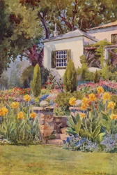 Yellow Cannas at the Steps, Bishopscourt, near Cape Town (kolorowa litografia)