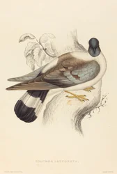Columba Leuconota (Śnieżny Gołąb)