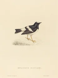 Enicurus Scouleri (Mały widłogon)