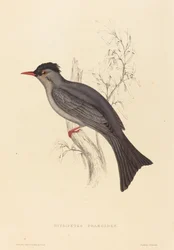 Hypsipetes Psaroides (bulbul czarny)