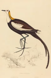 Parra Sinensis (Długoszpon chiński)