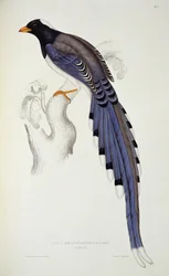 Pica Erythrorhyncha, z "A Century of Birds from the Himalaya Mountains", 1830-32, autorstwa Johna Goulda (1804-81)