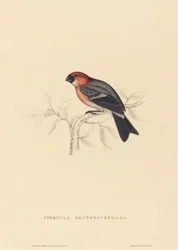 Pyrrhula Erythrocephala (gil rudy)