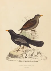 Turdus Poecilopterus (drozd Azteków)