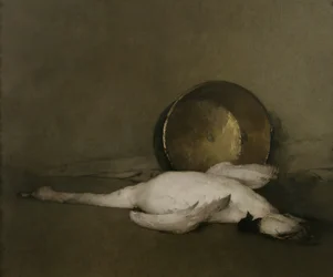 Dziki łabędź, 1902