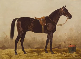 E. Volkers, osiodłany czarny koń