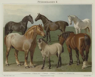 د آسونو نسل پولی