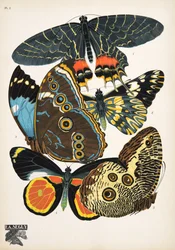Płyta 2, z Butterflies, wyd. 1925 (odbitka szablonowa)